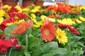 shipping container flowers