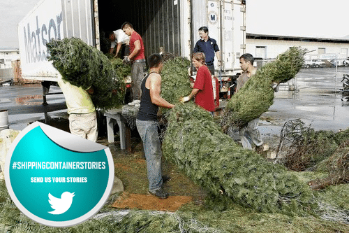 Christmas Tree Filled Shipping Containers Infested with Slugs